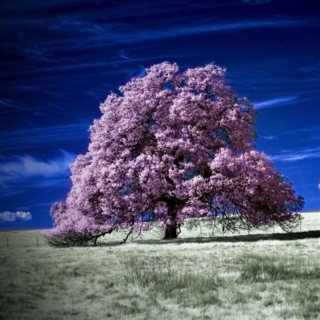 Scenic Infrared Trees iPad wallpaper 