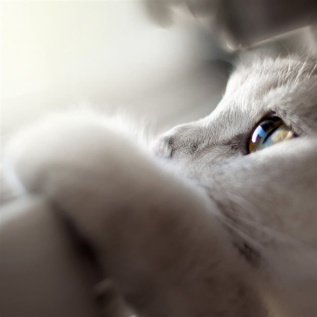 White Kitty Cat Macro iPad wallpaper 