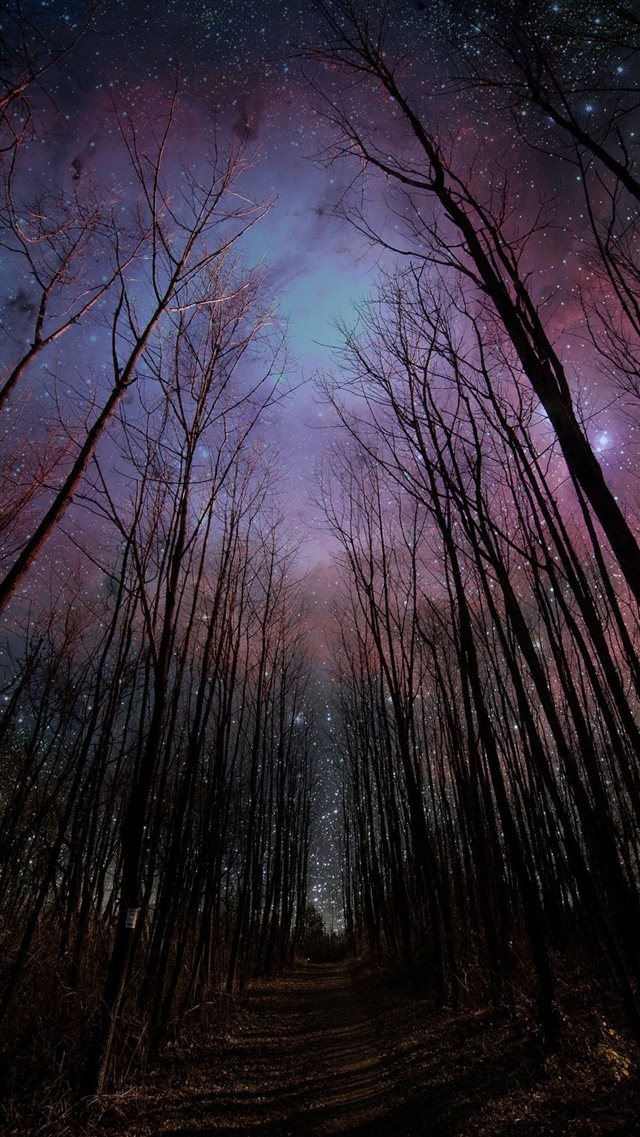 Wither Trees Towards Shiny Starry Sky iPhone 8 wallpaper 