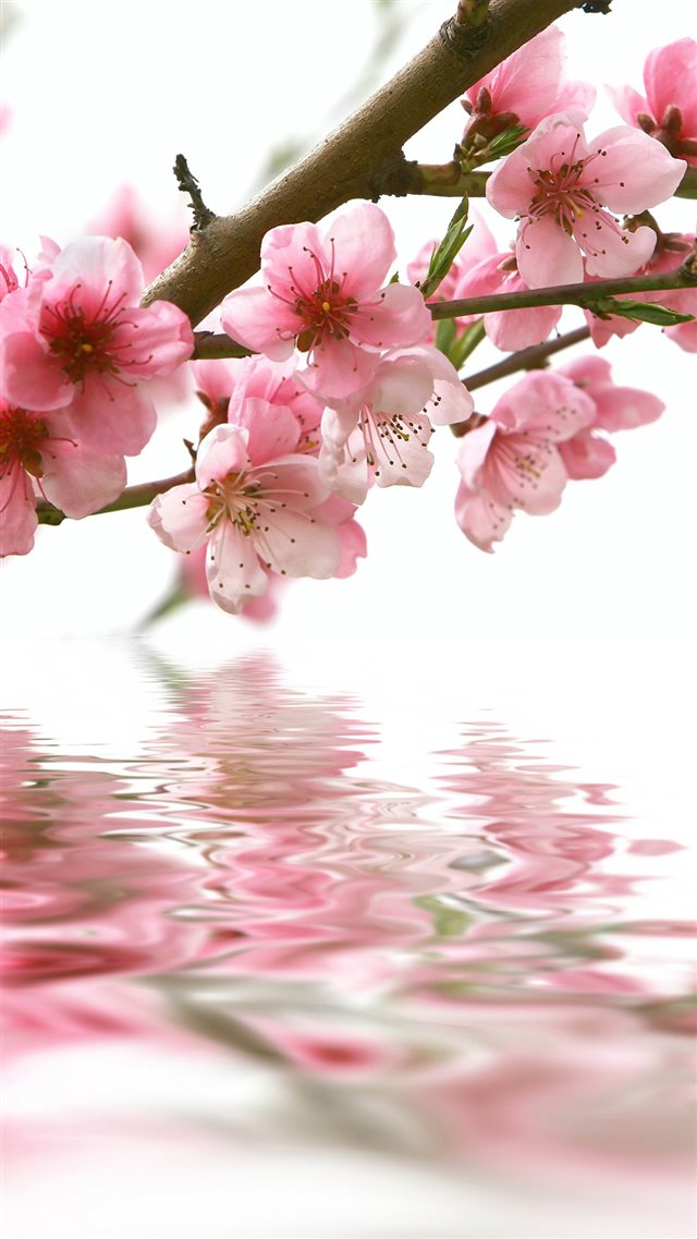 Fresh Plum Branch Over Reflection Water iPhone 8 wallpaper 