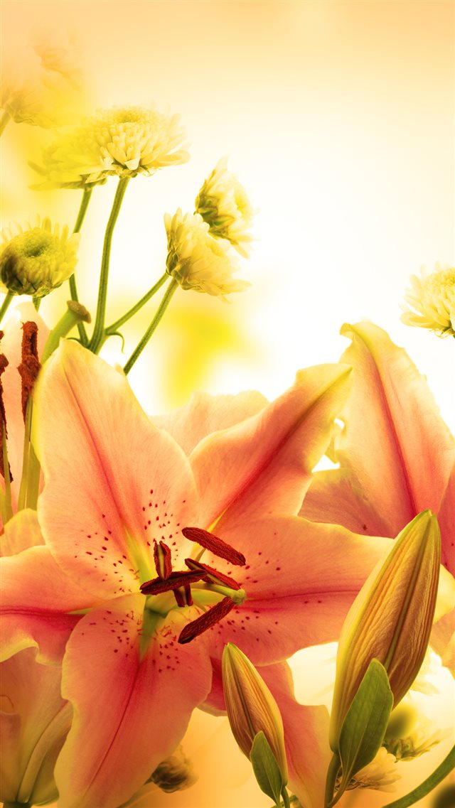 Elegant Orange Lily iPhone 8 wallpaper 
