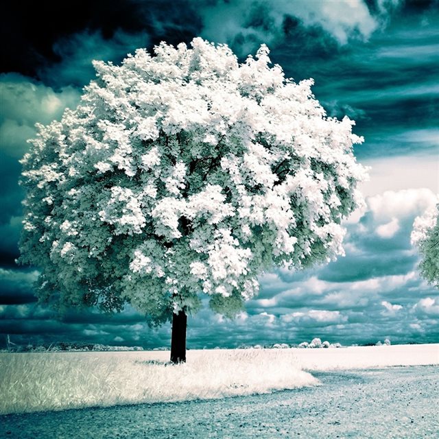 Infrared Photography Trees iPad wallpaper 