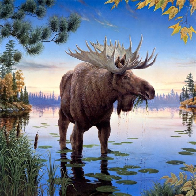 Moose Oil Painting iPad wallpaper 