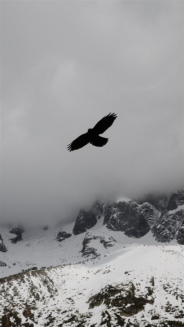 Eagle Flying Over Winter Snow Mountains iPhone 8 wallpaper 