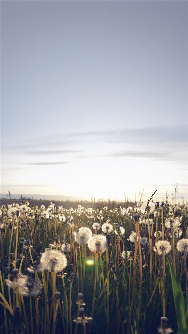 Nature Love Flower Dandelion iPhone 8 wallpaper 