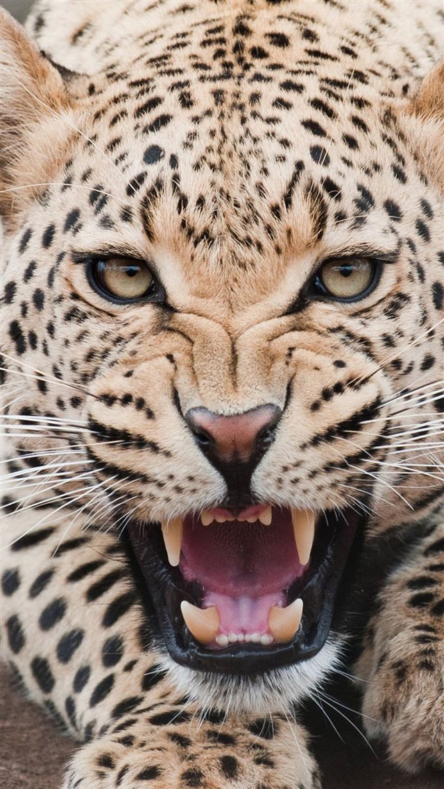 Fierce Shouting Panthera Pardus Macro Face iPhone 8 wallpaper 