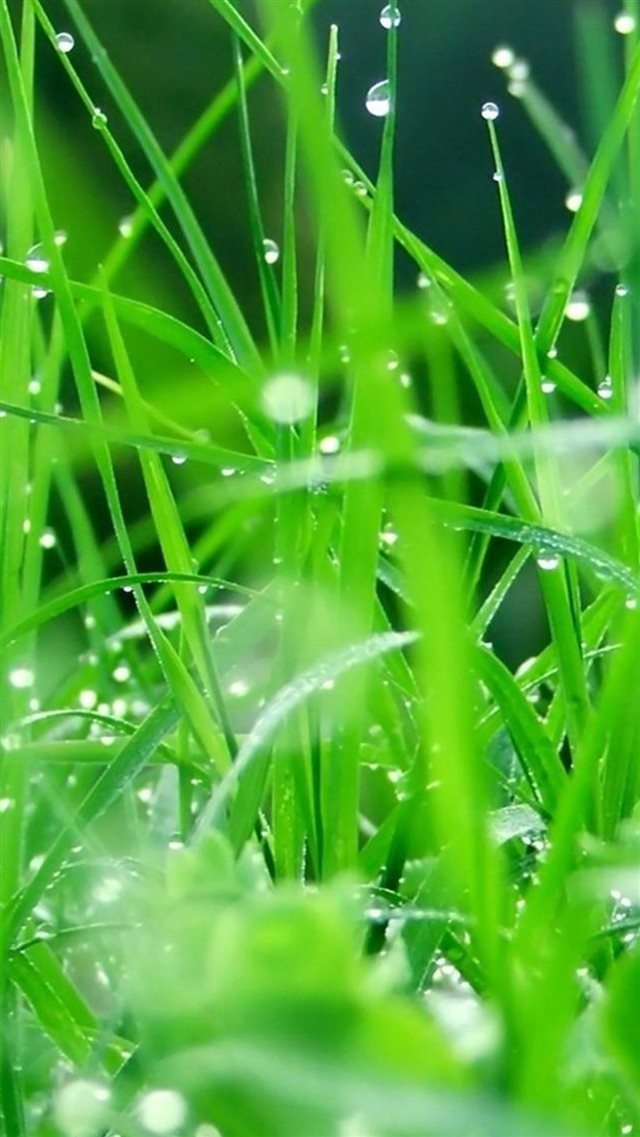 Fresh Dew Grass Leaves After Rain iPhone 8 wallpaper 