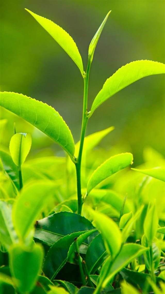 Nature Fresh Vitality Tea Leaf Bud Close Up iPhone 8 wallpaper 