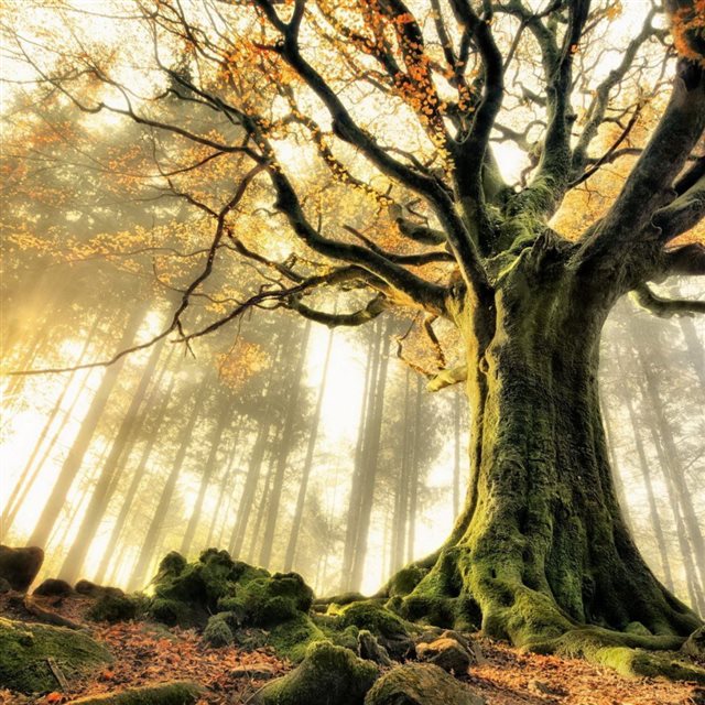 Foggy Forest Mossy Tree iPad wallpaper 