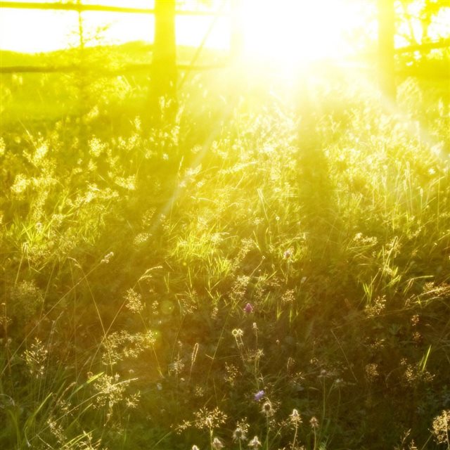 Spring Sunlight Over Grassy Field iPad wallpaper 