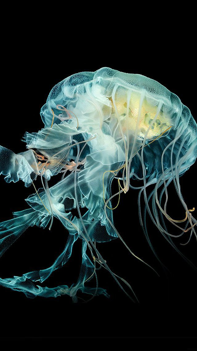 Nature Fantasy Undersea Jellyfish Art iPhone 8 wallpaper 