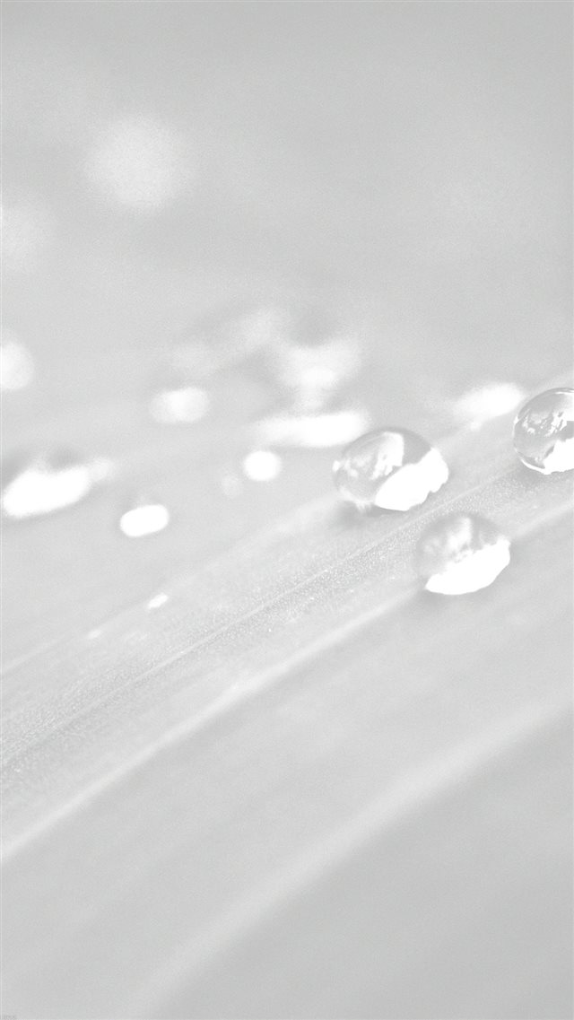 Pure Clear Water Drops Nature White Leaf After Rain Forest iPhone 8 wallpaper 