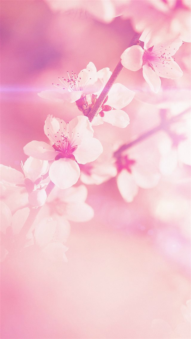 Spring Flower Pink Cherry Blossom Flare Nature iPhone 8 wallpaper 