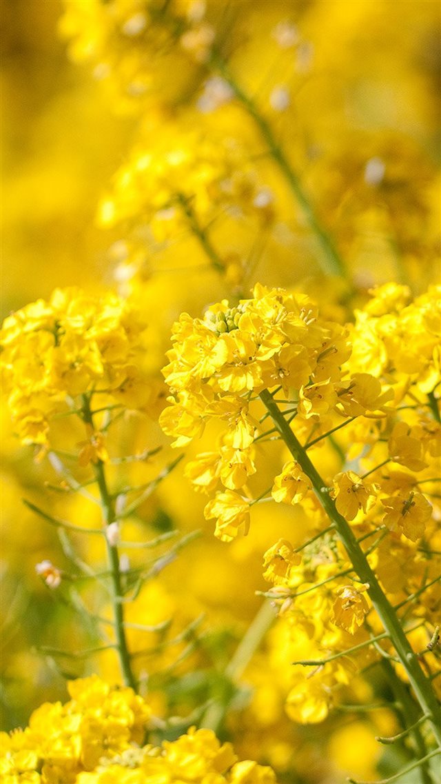Nature Spring Yellow Cole Flowers  iPhone 8 wallpaper 