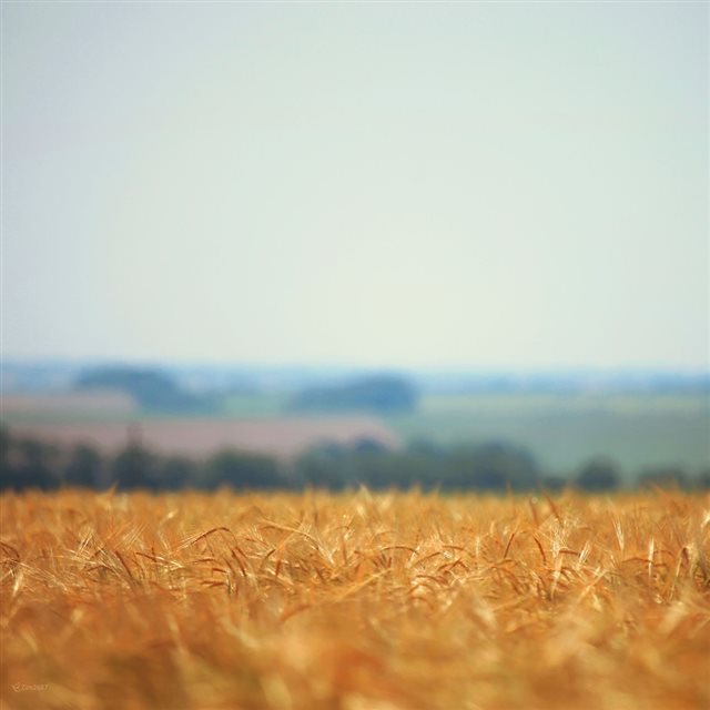 Nature Blurred Wheat Field iPad wallpaper 