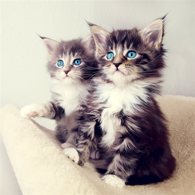 Cute Blue Eyes Kittens iPad wallpaper 