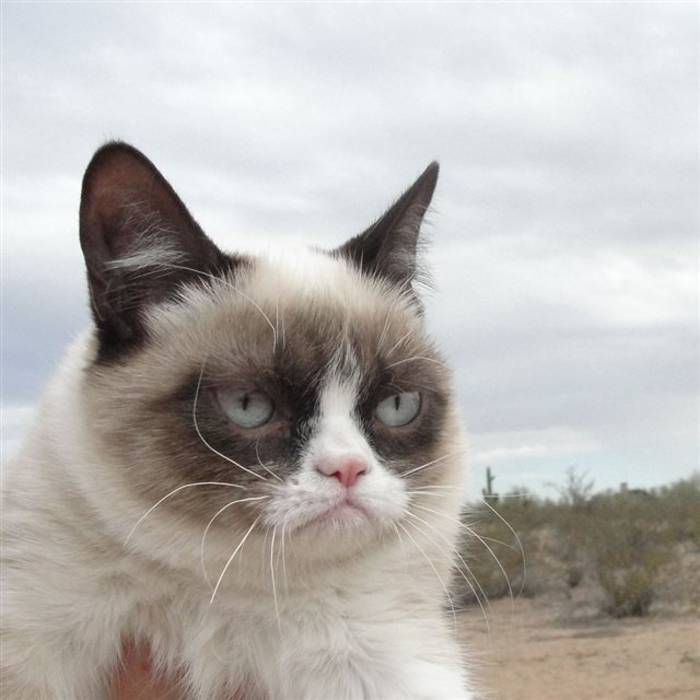 Grumpy Cat iPad wallpaper 