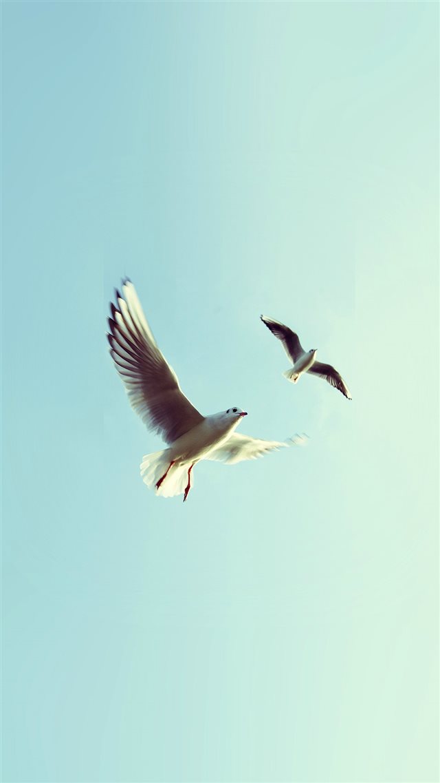Pigeons Bird Fly Sky Animal Nature Minimal iPhone 8 wallpaper 
