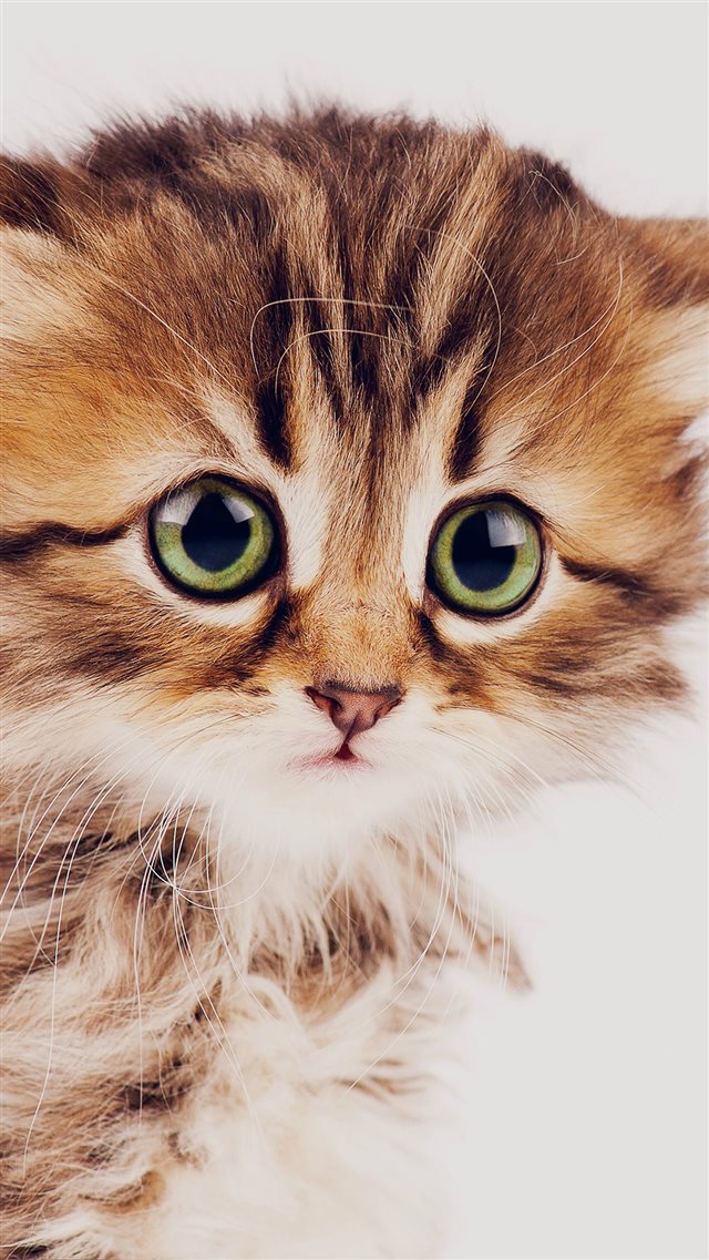 Sad Kitten Cat Animal Nature Cute iPhone 8 wallpaper 
