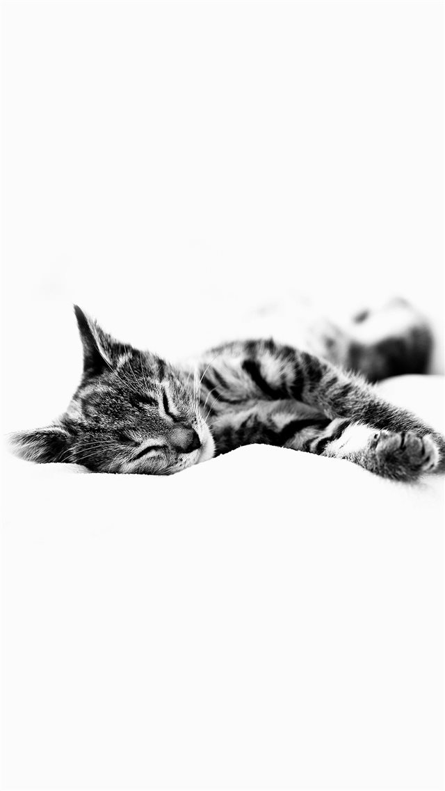 Sleepy Cat Kitten White Animal iPhone 8 wallpaper 