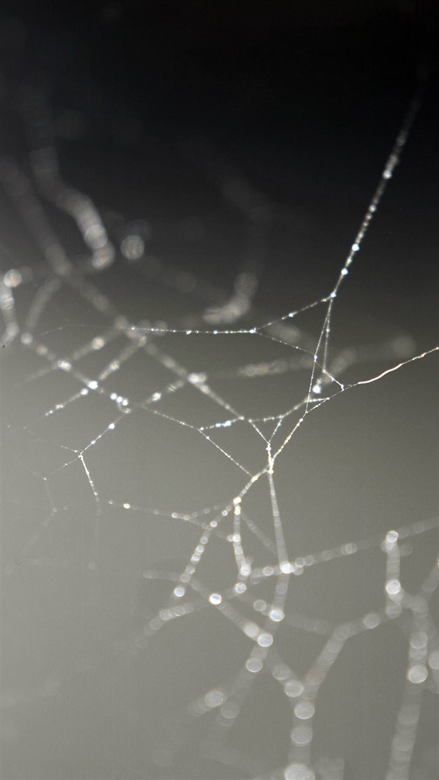 Spider Web Nature Rain Water Pattern iPhone 8 wallpaper 