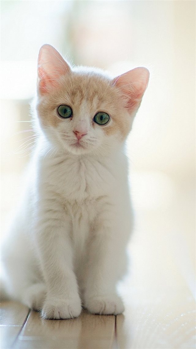 Cute Lovely Staring Kitten Cat iPhone 8 wallpaper 