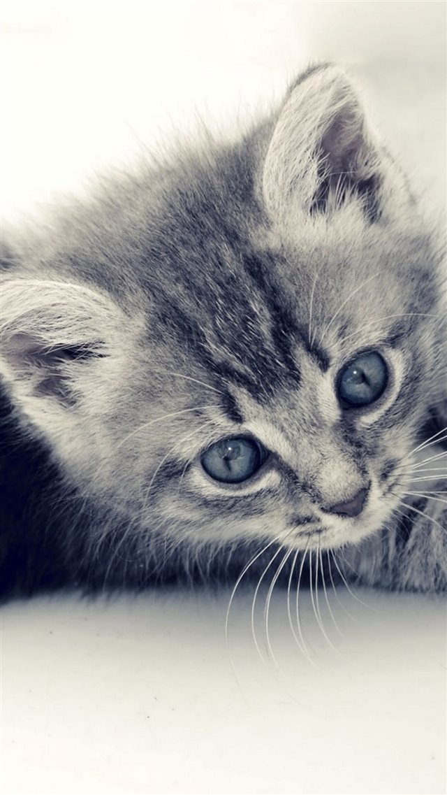 Cute Cat Kitten Macro Gray Background iPhone 8 wallpaper 