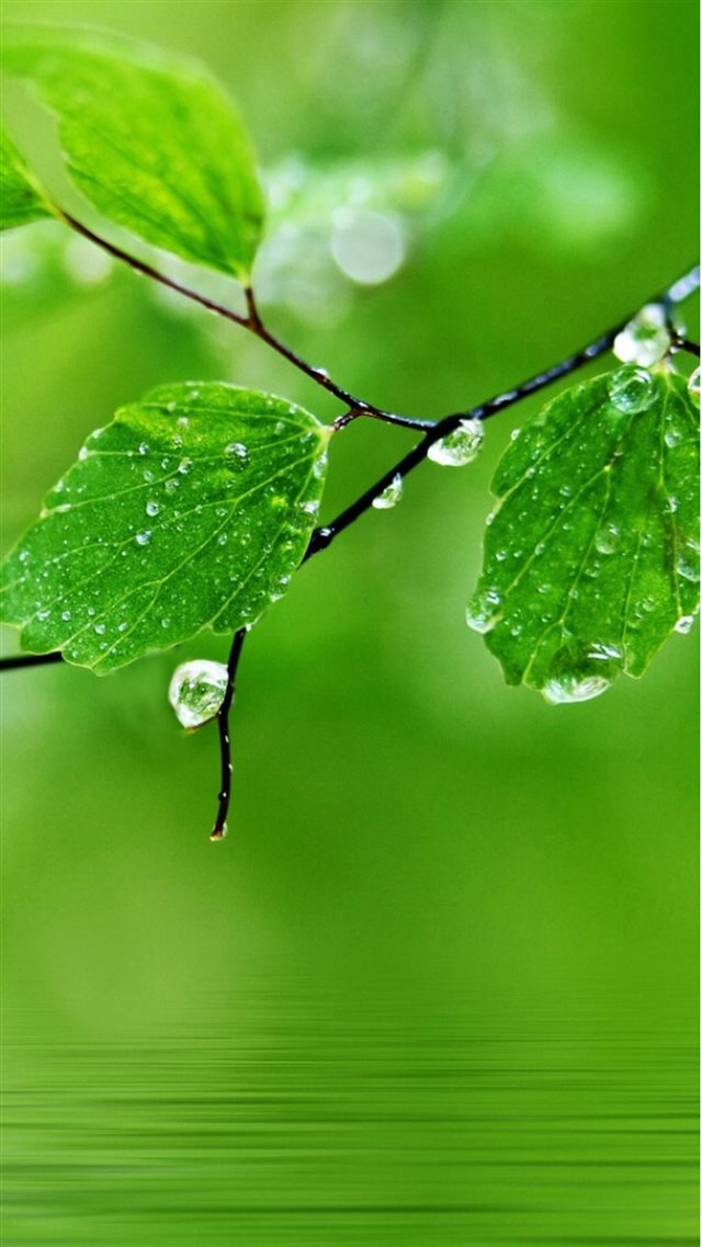 Pure Fresh Dew Leaf Branch Over Water iPhone 8 wallpaper 