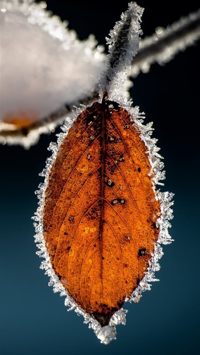 Winter Icy Orange Leaf Macro iPhone 8 wallpaper 