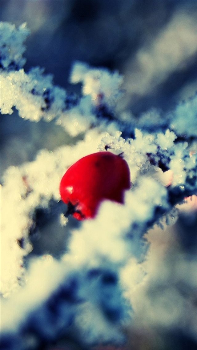Winter Ice Snowy Branch Red Fruit iPhone 8 wallpaper 