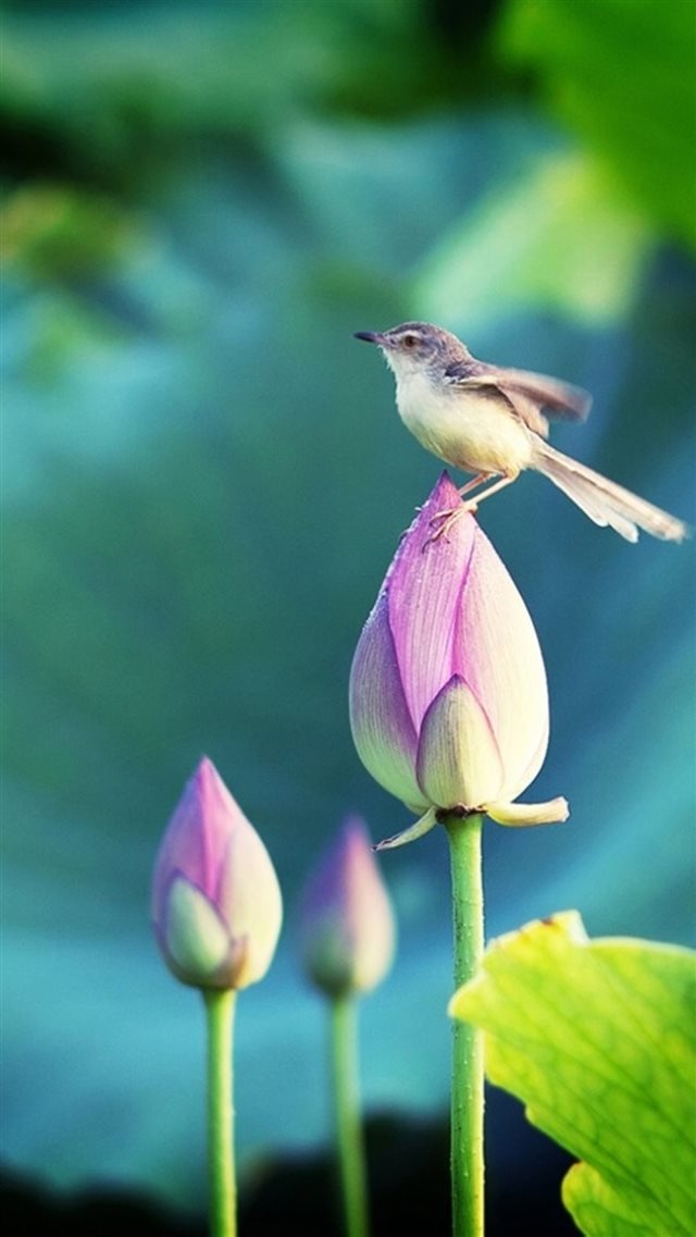 Bokeh Pond Lotus Bud Bird  iPhone 8 wallpaper 