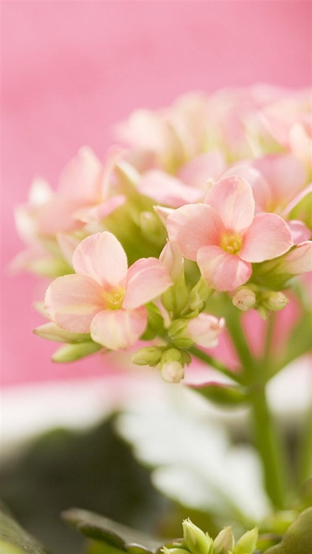 Nature Beautiful Pink Flower Bouquet iPhone 8 wallpaper 