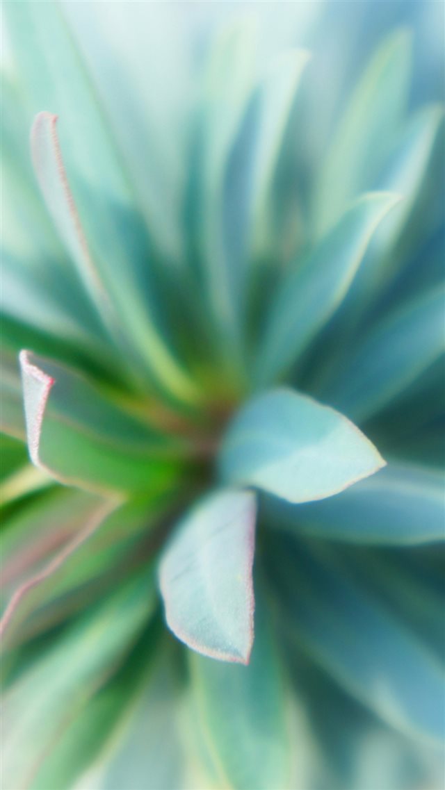Fleshy Plant Leaf Macro Bokeh iPhone 8 wallpaper 