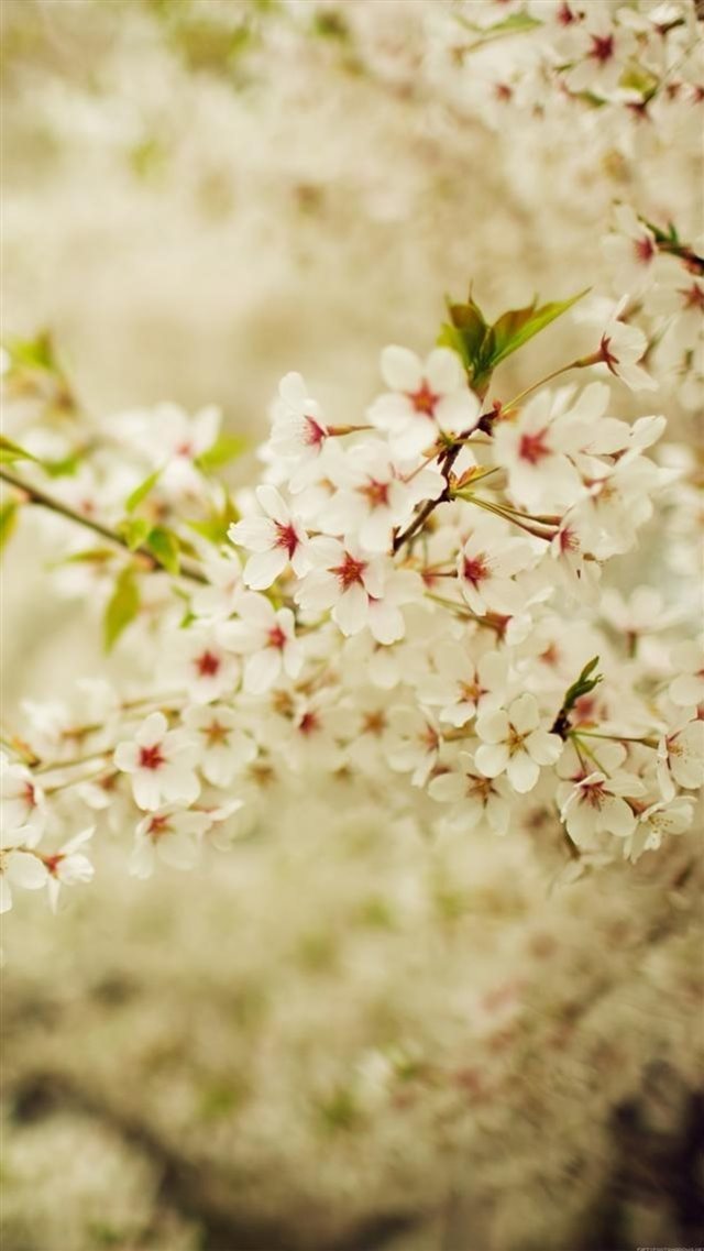 Romantic White Cherry Blossom Branch iPhone 8 wallpaper 