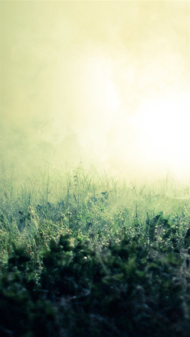 Pure Simple Mist Grass Field Bokeh Background iPhone 8 wallpaper 
