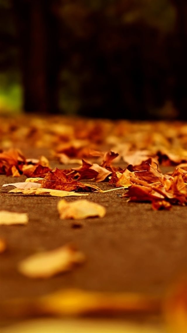 Nature Fall Orange Leaves Road Bokeh iPhone 8 wallpaper 