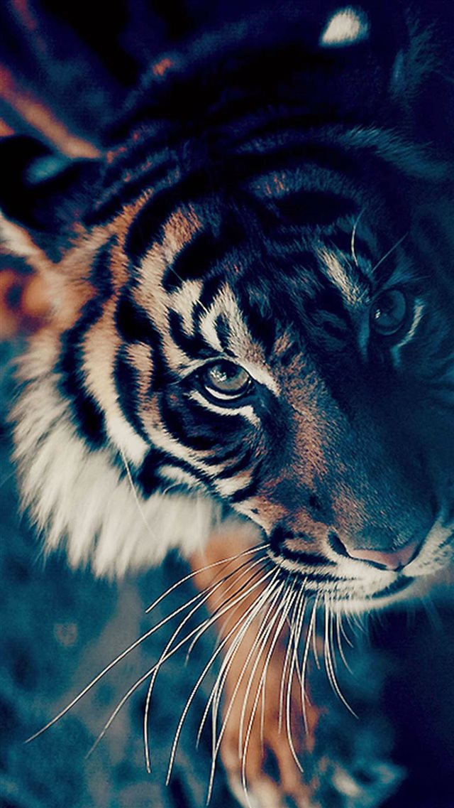 Bengal Tiger Closeup iPhone 8 wallpaper 