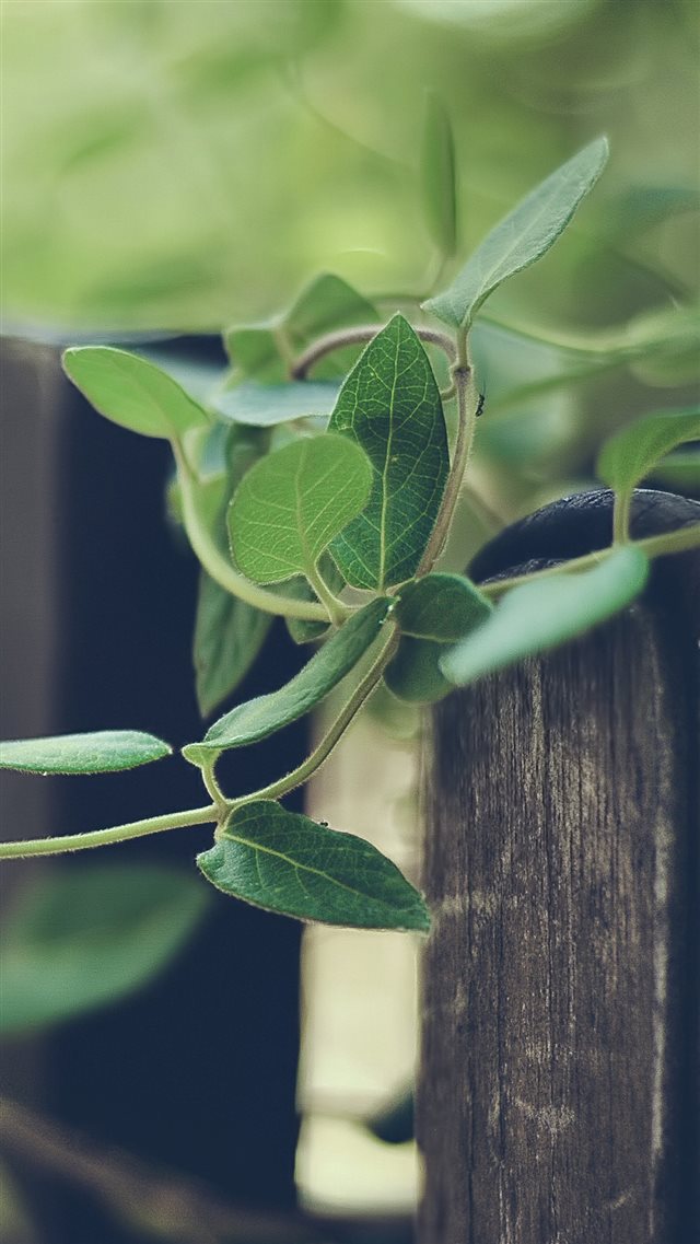 Nature Plant Rattan Climbing Fence iPhone 8 wallpaper 