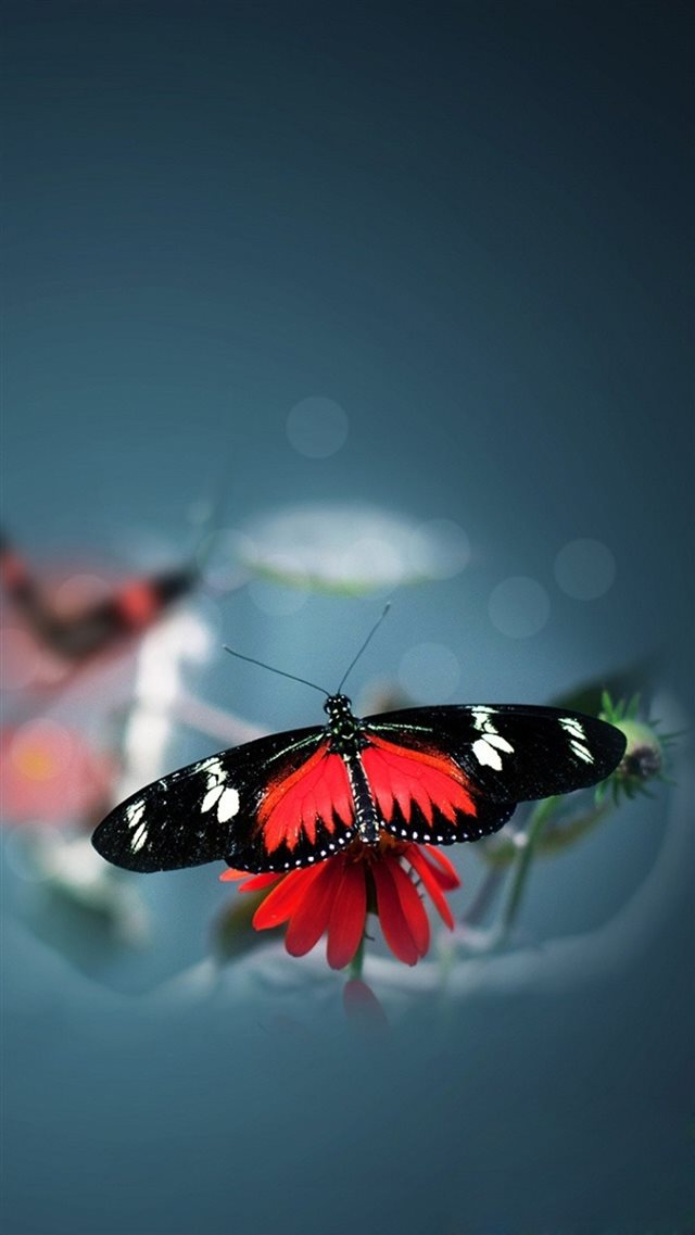 Nature Beautiful Butterfly Animal Flower Water Blur iPhone 8 wallpaper 