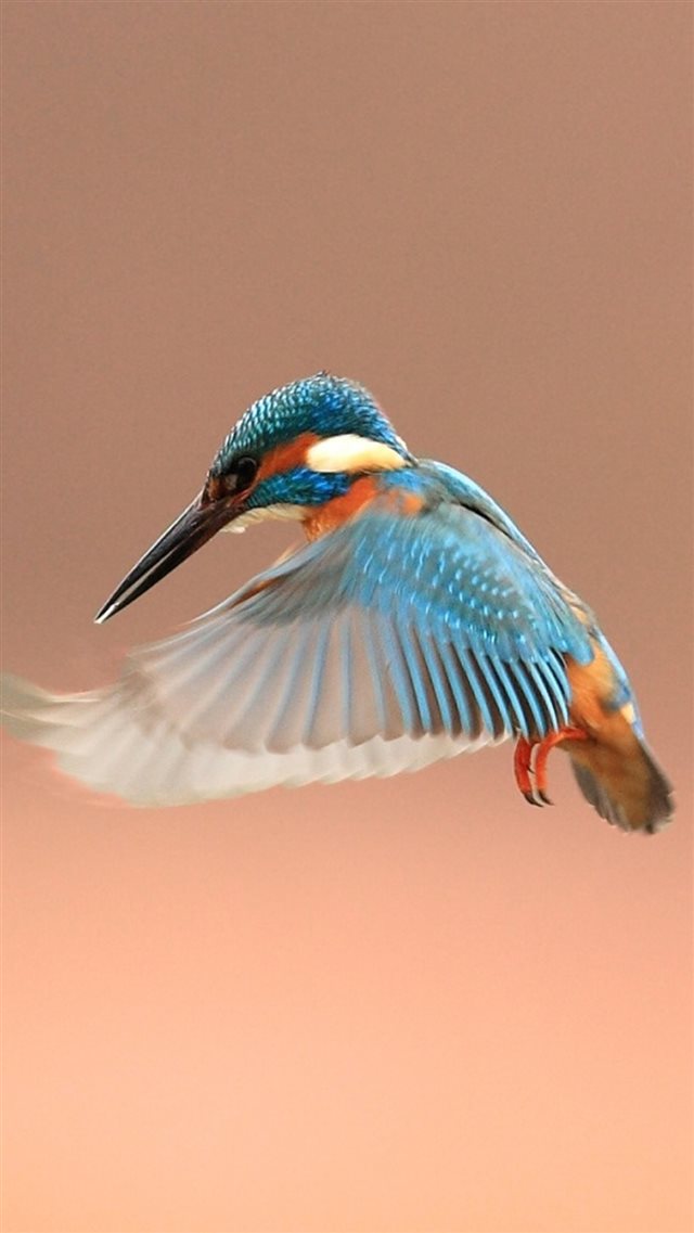 Beautiful Flapping Kingfisher Bird iPhone 8 wallpaper 