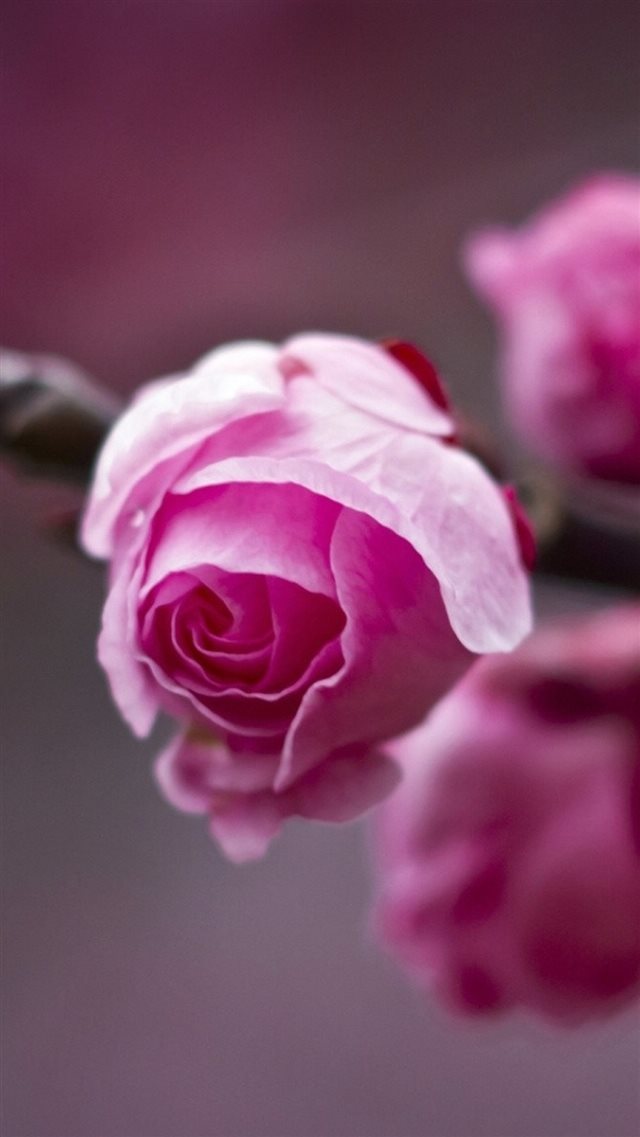 Nature Beautiful Pink Flower Bud Macro iPhone 8 wallpaper 