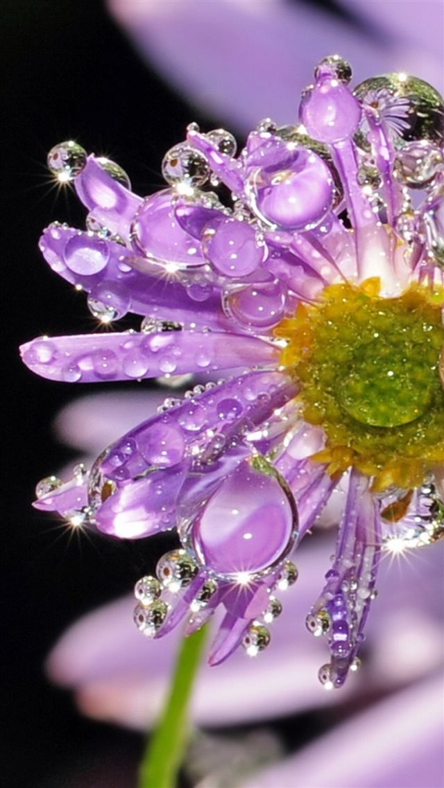 Dew Crystal Purple Daisy Flower Macro iPhone 8 wallpaper 