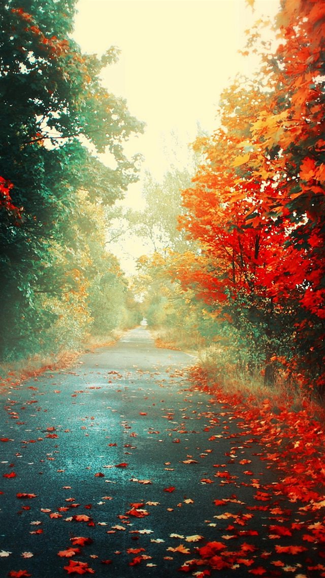 Nature Autumn Red Maple Leafy Road iPhone 8 wallpaper 