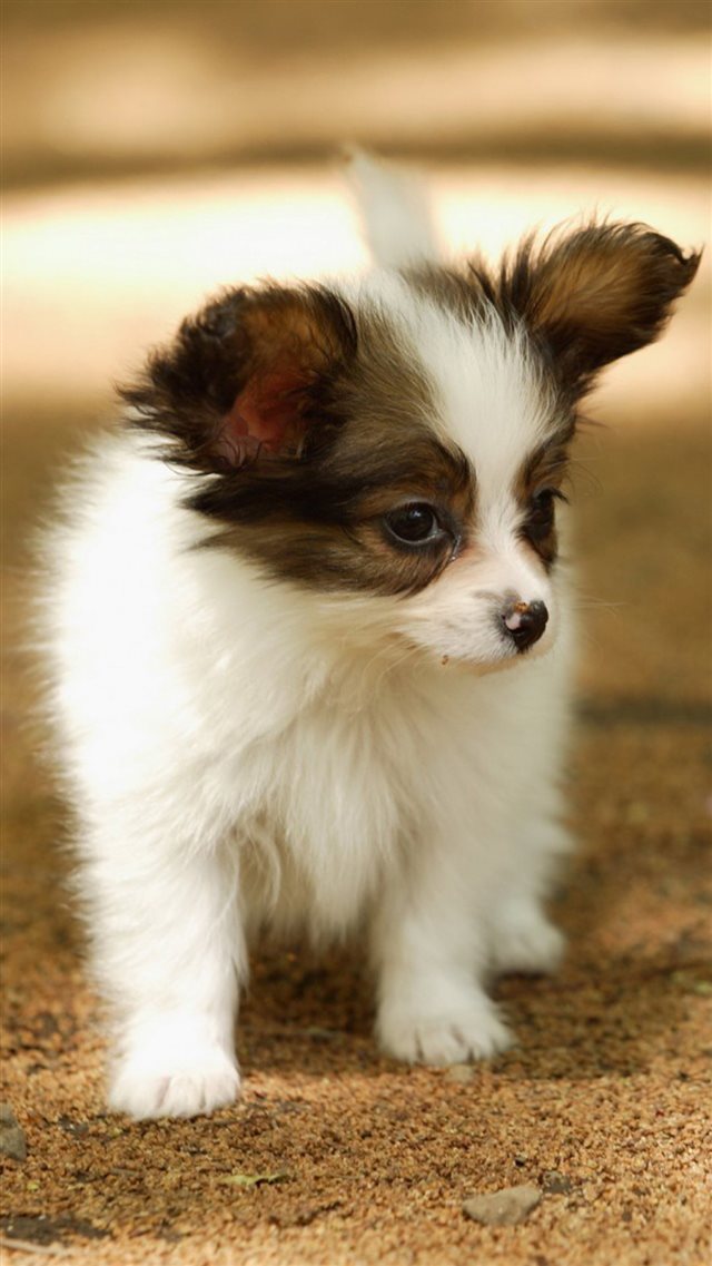 Cute Lovely Puppy Walking Dog Animal iPhone 8 wallpaper 
