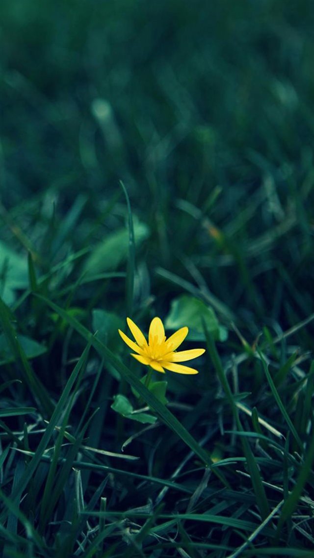 Nature Little Yellow Flower Green Grassland Blur Background iPhone 8 wallpaper 