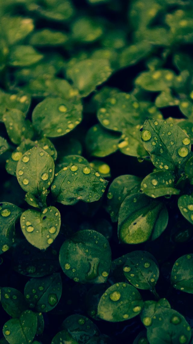 Fresh Dew Green Leafy Branch iPhone 8 wallpaper 
