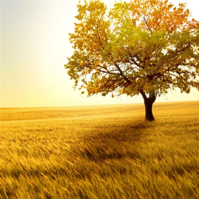Nature Golden Sunset Lonely Tree Grass Field iPad wallpaper 