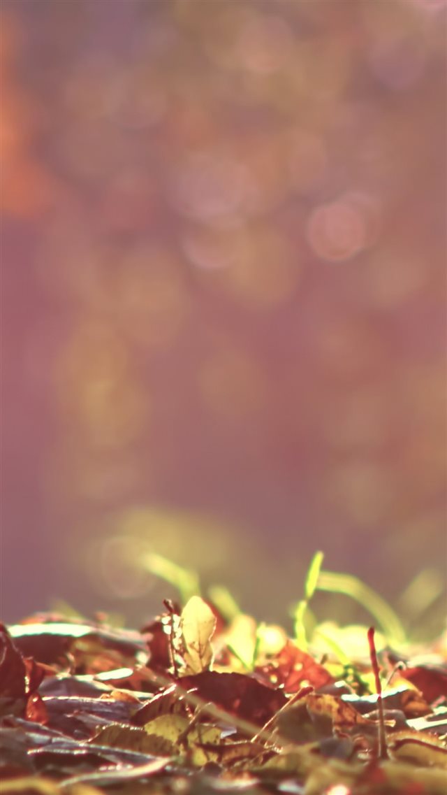 Morning Sunlight Leafy Land Bokeh Blur iPhone 8 wallpaper 