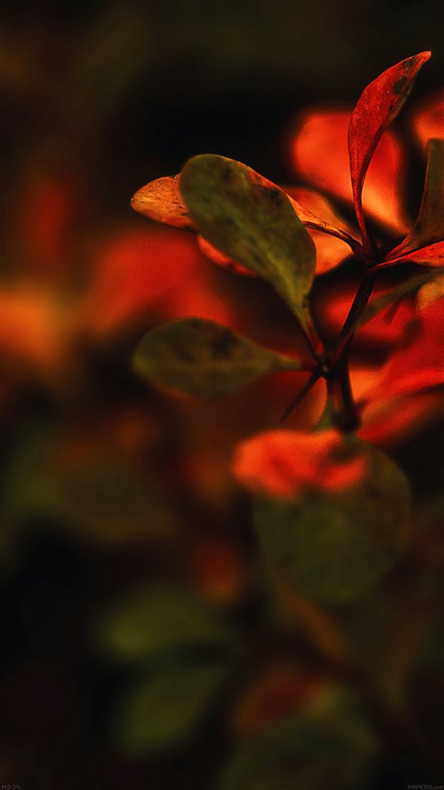 Nature Branch Leaves Red Sunset Blur iPhone 8 wallpaper 