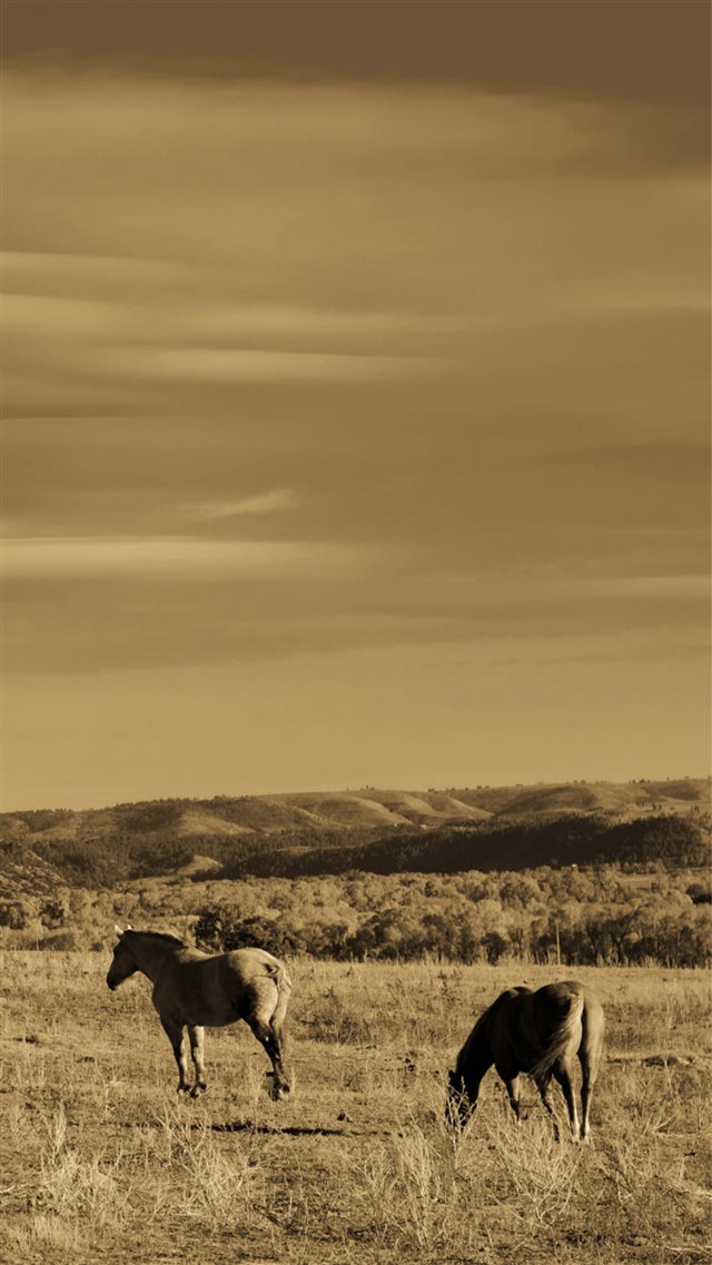 Wild Grassland Horse Animal iPhone 8 wallpaper 